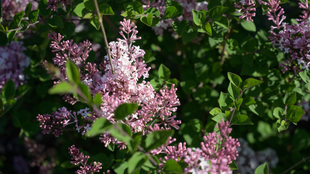 Aufgeblüht Leben Therese Berg