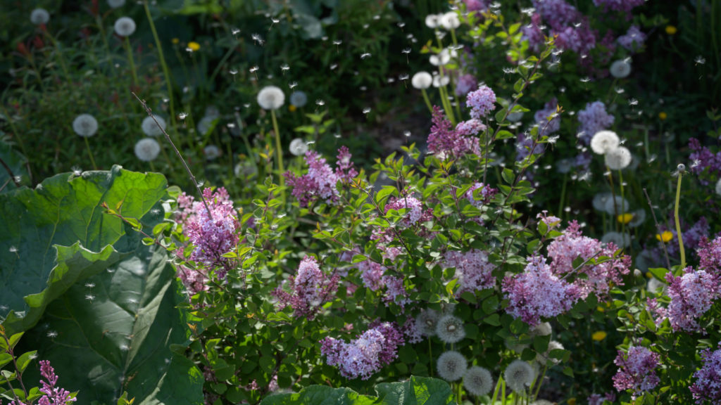 Aufgeblüht Leben Therese Berg